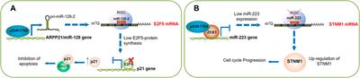 Regulation of miRNAs Expression by Mutant p53 Gain of Function in Cancer